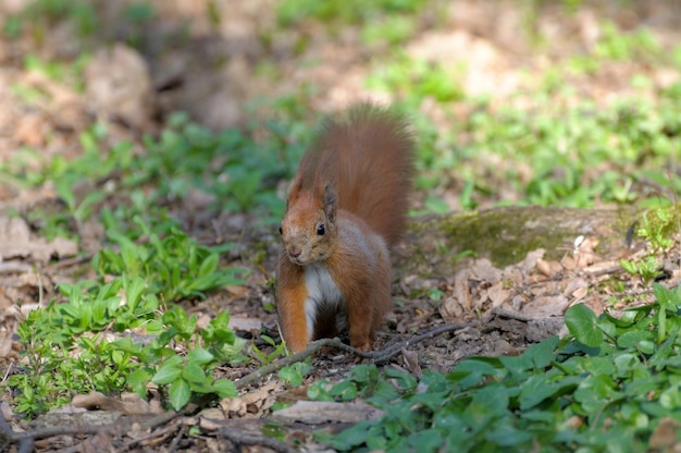 Ardilla roja del bosque jugando al aire libre