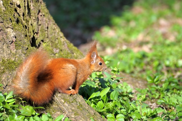 Ardilla roja del bosque jugando al aire libre.