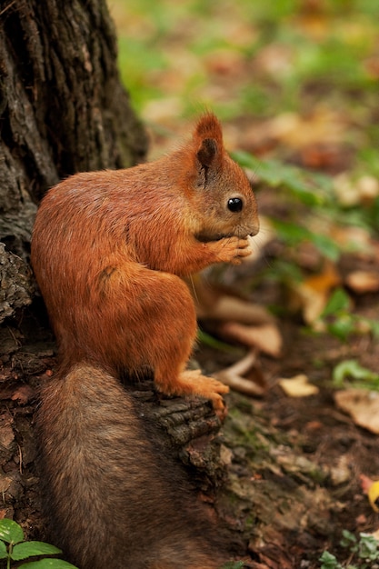 Foto ardilla roja en bosque otoñal