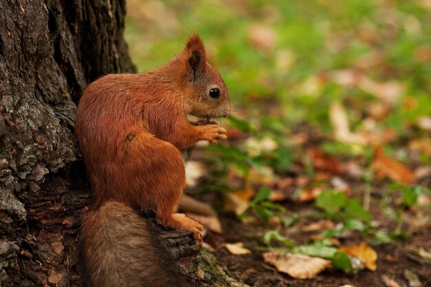 La ardilla roja en el bosque de otoño