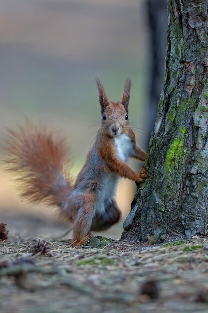 Foto ardilla roja en el bosque