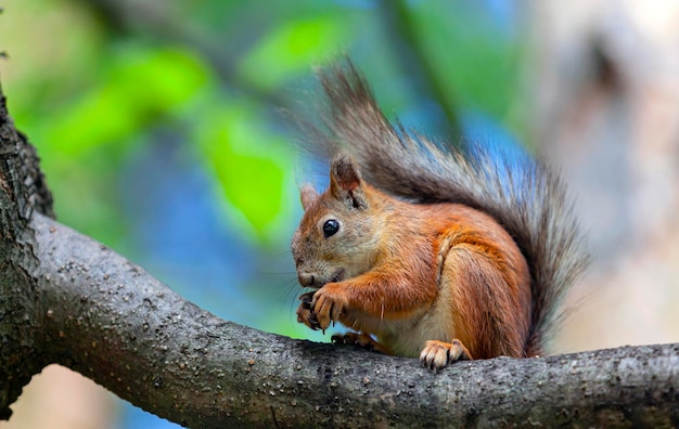 Una ardilla roja en los bosques cerca de Moscú