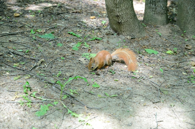 una ardilla roja cerca de un árbol en el bosque