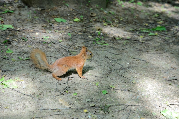 una ardilla roja cerca de un árbol en el bosque