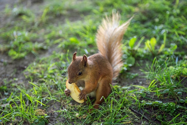 Una ardilla roja con una cola esponjosa se sienta en el suelo durante el día