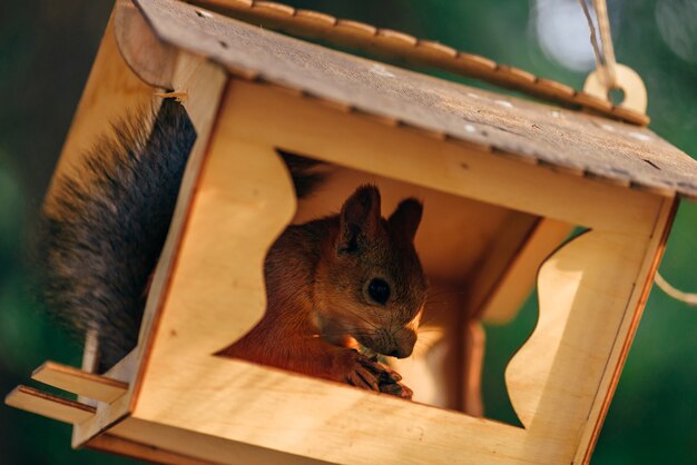 La ardilla roja come nueces en un alimentador artesanal en el parque de la ciudad.