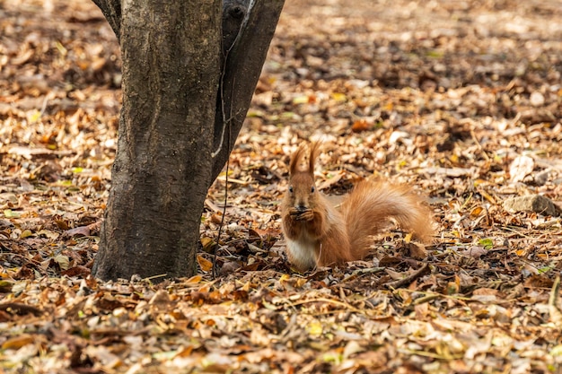 Ardilla roja comiendo comida en un parque de otoño con hojas amarillas