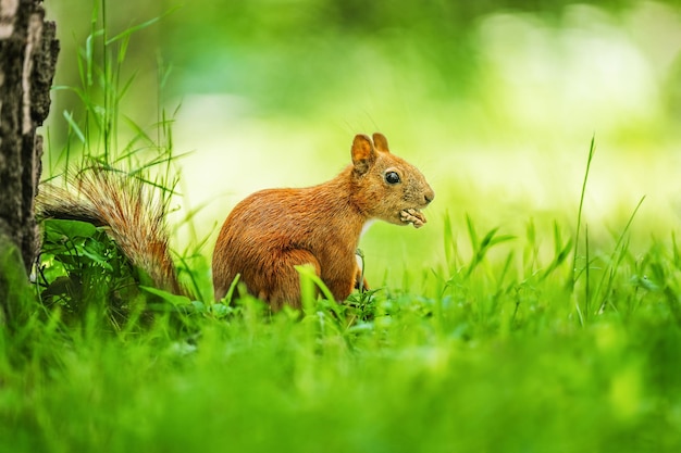 Ardilla roja comiendo nueces en el parque