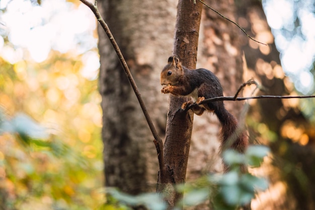 Ardilla roja comiendo en la rama de un árbol sciurus vulgaris campo grande valladolid españa