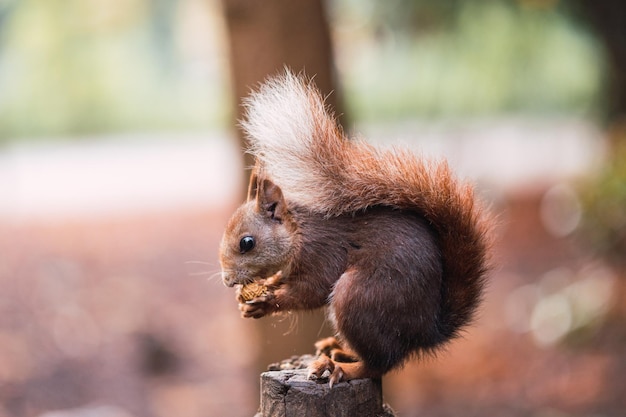 Ardilla roja comiendo sentado en un poste sciurus vulgaris campo grande valladolid españa