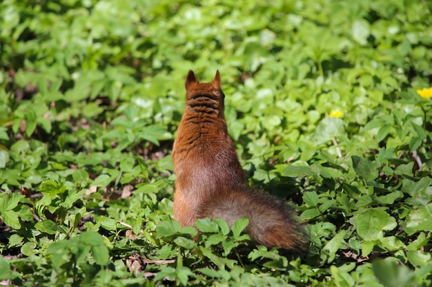 ardilla roja en dinámica corriendo por la hierba