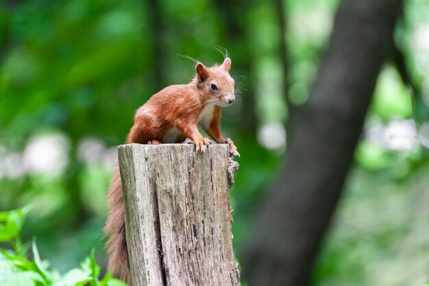 Ardilla roja encaramada en el tocón de un árbol con un fondo verde