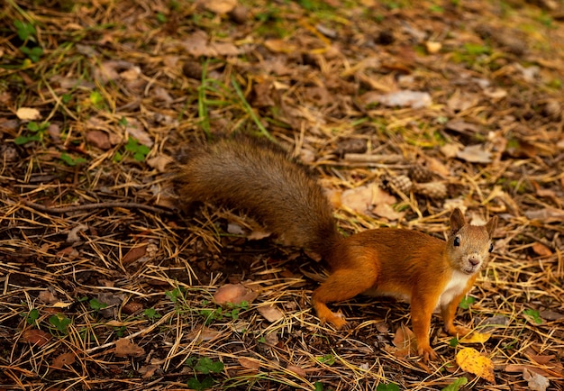 Una ardilla roja está colgando de un árbol en el bosque de otoño