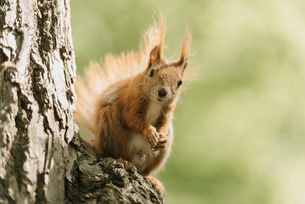 La ardilla roja está comiendo una nuez en la rama del árbol.