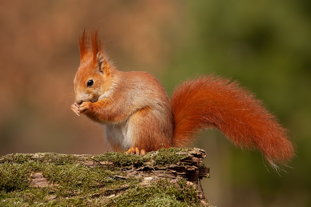 Foto ardilla roja eurasiática en bosque del otoño en luz cálida.