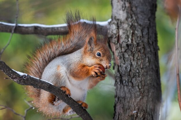 Ardilla roja euroasiática de cola tupida divertida linda sentada en la rama de un árbol en la nieve del invierno