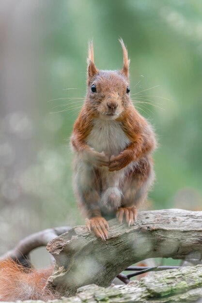 Ardilla roja euroasiática (Sciurus vulgaris) en el bosque