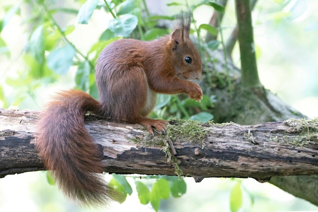 Ardilla roja euroasiática (Sciurus vulgaris) en una rama.