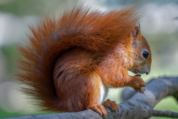 Ardilla roja euroasiática (Sciurus vulgaris)