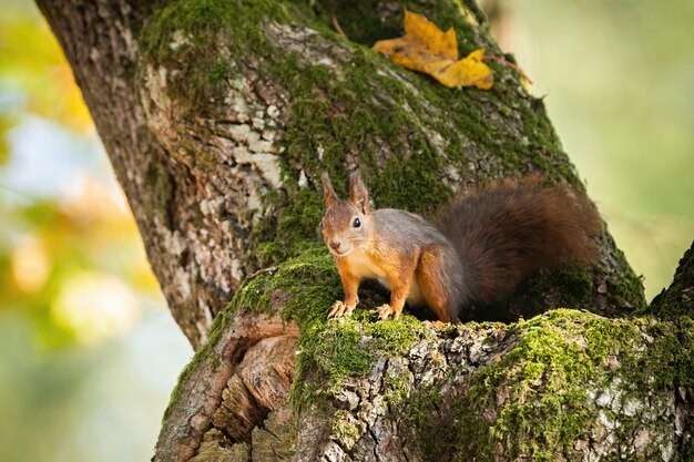 Ardilla roja mirando hacia abajo desde un árbol en otoño con espacio de copia