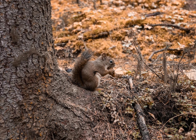 Ardilla roja mordiendo cono de pino en la rama en el bosque de otoño