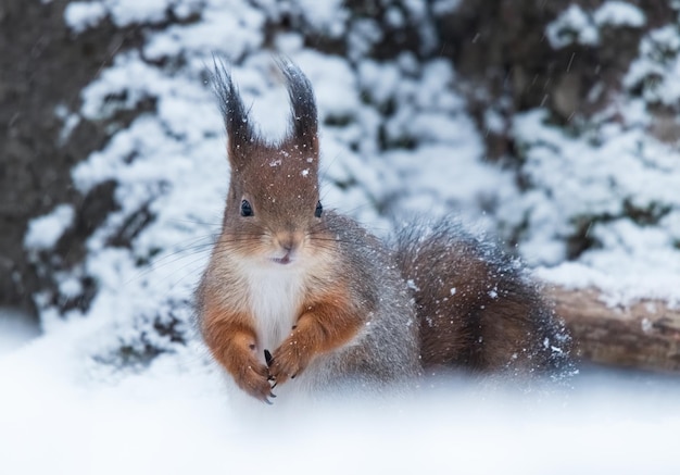 Una ardilla roja en la nieve.