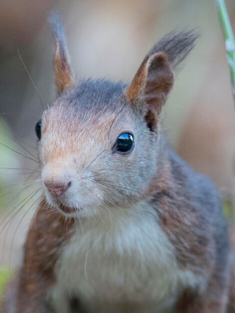 Ardilla roja o ardilla roja euroasiática Sciurus vulgaris Málaga España