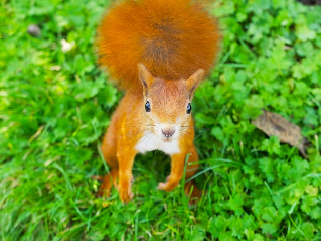 una ardilla roja de pie sobre las patas traseras en la hierba verde y mirando a la cámara en el primer plano del parque