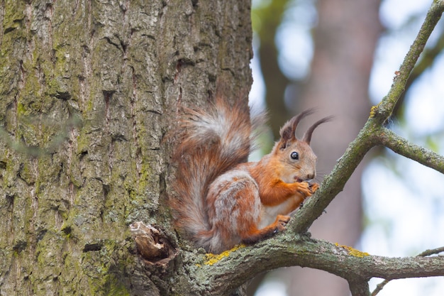 Ardilla roja en una rama alta comiendo una nuez