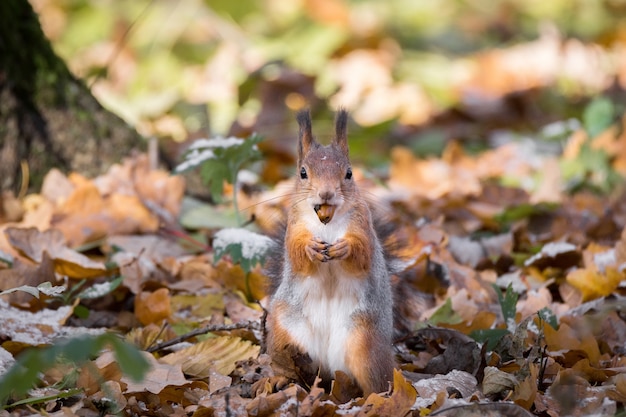 Foto ardilla roja en una rama en otoño