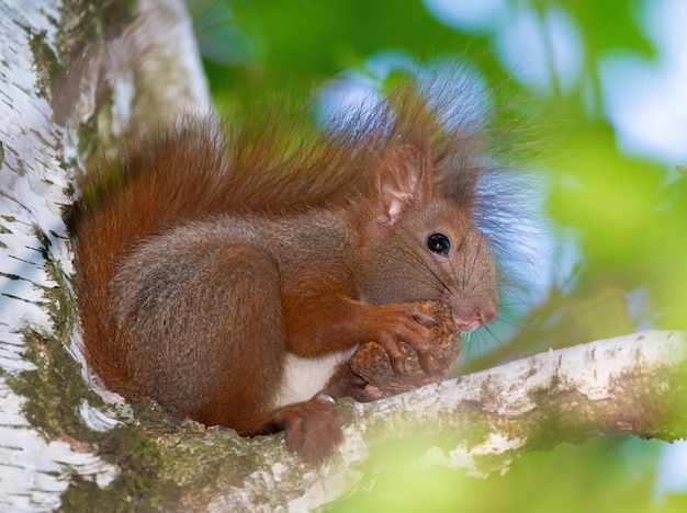 Ardilla roja Sciurus vulgaris El animal se sienta en una rama gruesa de un árbol y roe una nuez