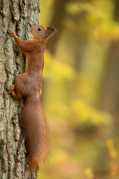 Ardilla roja sentada en un árbol, primer plano.