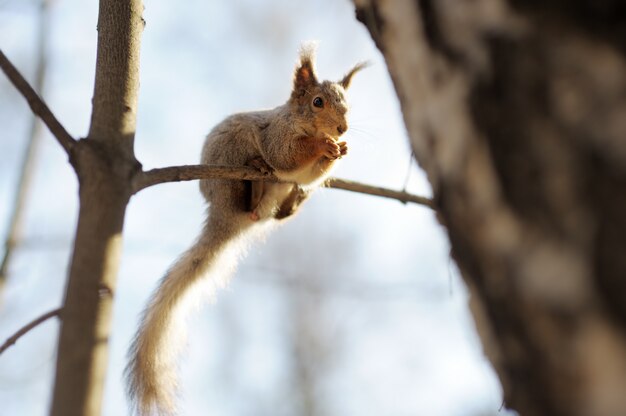 Ardilla roja sentada en el árbol