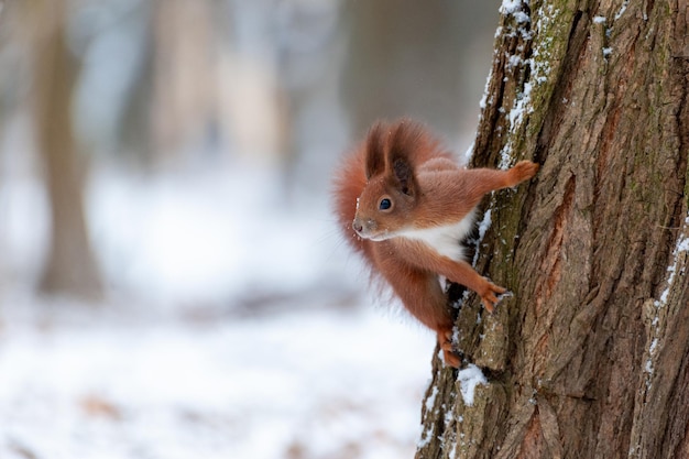 Ardilla roja sentada en el bosque de invierno y mirando a la cámara