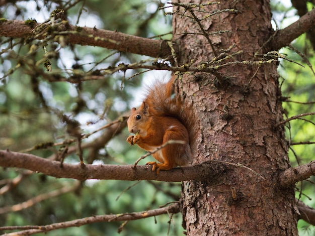 Ardilla roja sentada en la rama de un árbol en un parque público