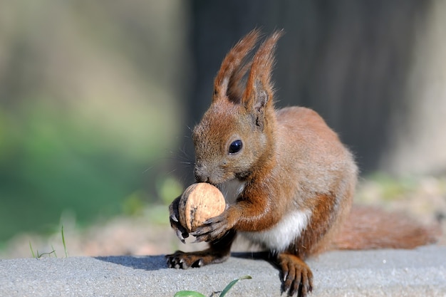 Ardilla roja en el tocón de un árbol con nueces