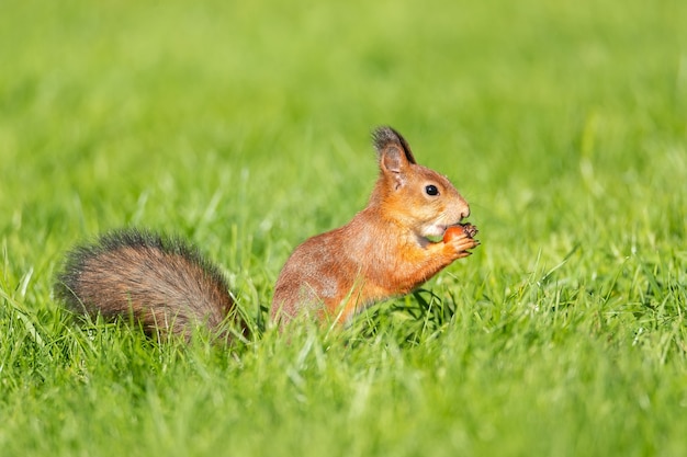 Una ardilla salvaje comiendo en el parque de hierba verde