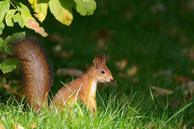 Una ardilla salvaje comiendo en el parque de hierba verde