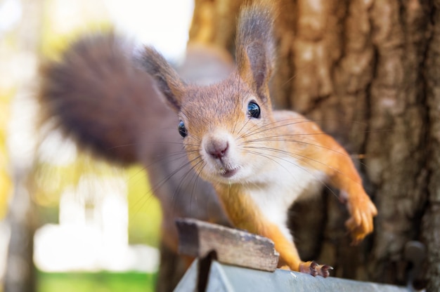 Una ardilla salvaje comiendo en el parque.