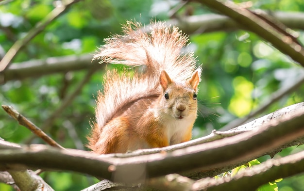 Ardilla salvaje en una rama en el bosque