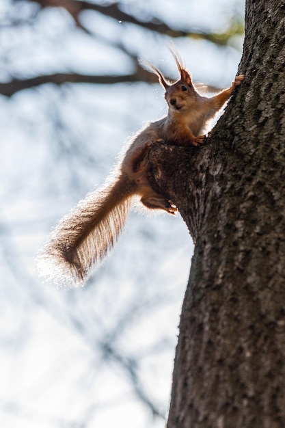 Ardilla sentada en un árbol