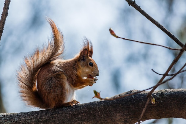 Ardilla sentada en un árbol