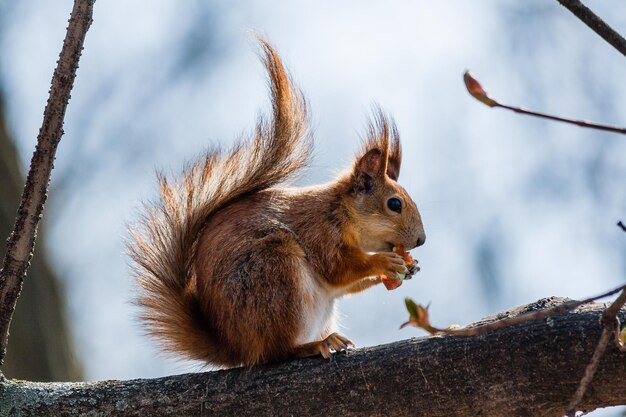 Ardilla sentada en un árbol