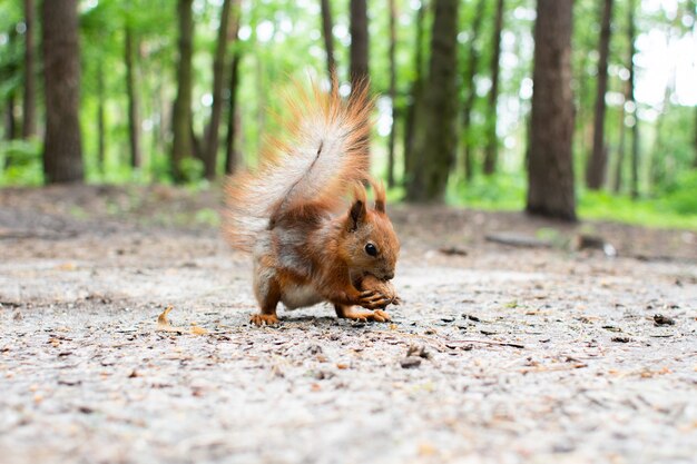 Ardilla sentada comiendo una nuez en el bosque