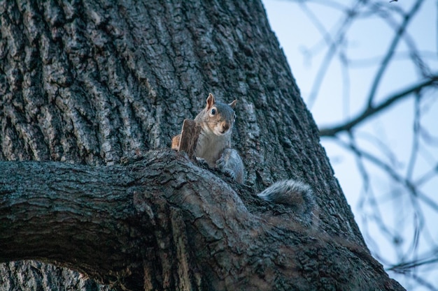 Foto una ardilla se sienta en un árbol en el bosque