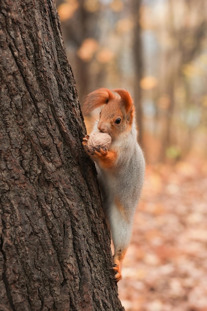 Una ardilla se sienta en un árbol y come nueces en un parque de otoño Enfoque suave