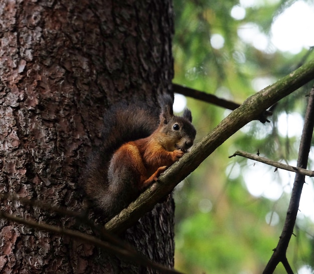 La ardilla se sienta en un árbol y come nueces