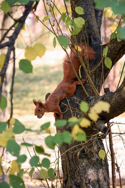 Una ardilla se sienta en un árbol y sostiene una nuez en sus patas Sobre el fondo de hojas amarillas