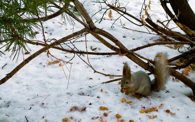 Una ardilla se sienta en la nieve cerca de un árbol en invierno y mordisquea cacahuetes