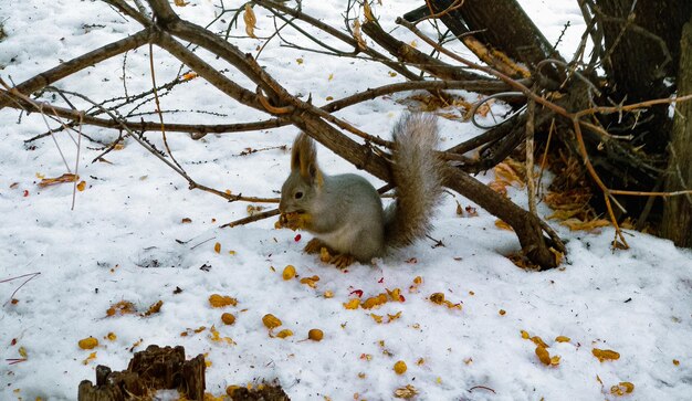 Una ardilla se sienta en la nieve cerca de un árbol en invierno y muerde un maní